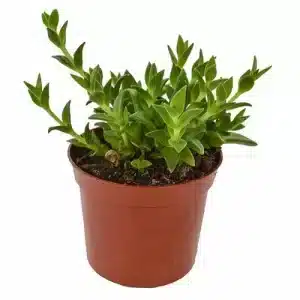 Kanna plant - Sceletium Tortuosum 8.5 cm