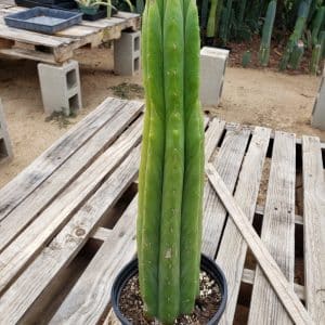 San Pedro Cactus – Trichocereus Pachanoi - 10" Tall - For gardens