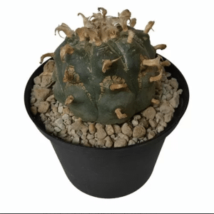 Peyote cactus 7-10 cm - Lophophora williamsii