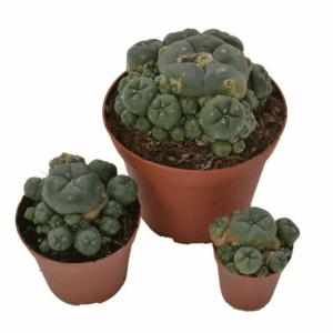 Peyote cactus cluster 10.5cm - Lophophora williamsii