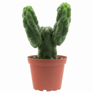 San pedro cactus monstruosus - Trichocereus pachanoi