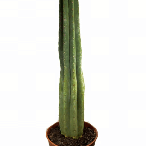 San Pedro Cactus in soil - Big | Trichocereus pachanoi