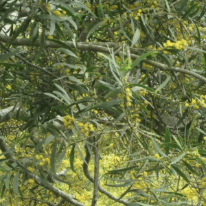 Acacia Confusa seeds (acacia petit feuille) (250 Gram Pouch)